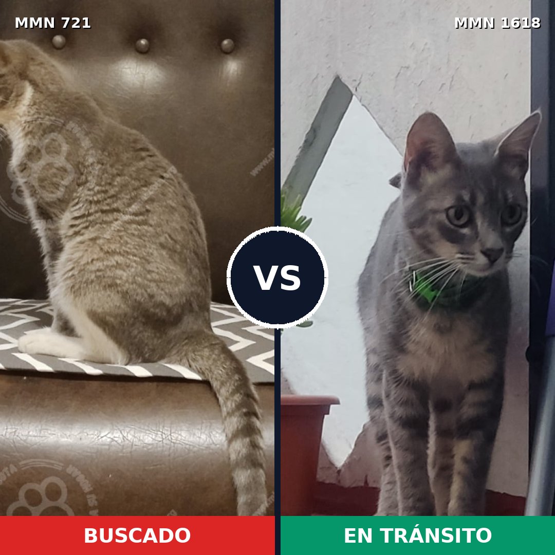 Comparativa MMS 33642: mascota perdida y mascota encontrada, 48% de similitud