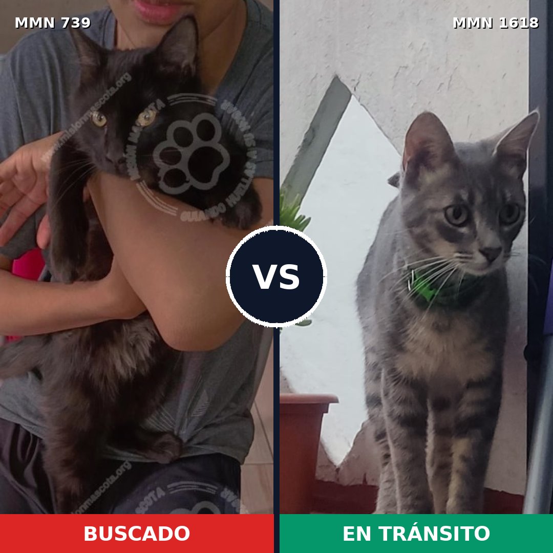 Comparativa MMS 33644: mascota perdida y mascota encontrada, 41% de similitud
