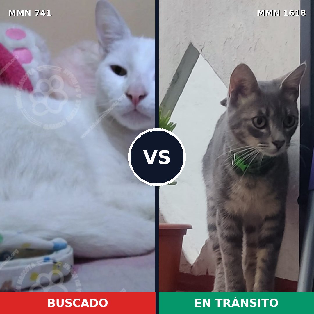Comparativa MMS 33645: mascota perdida y mascota encontrada, 46% de similitud