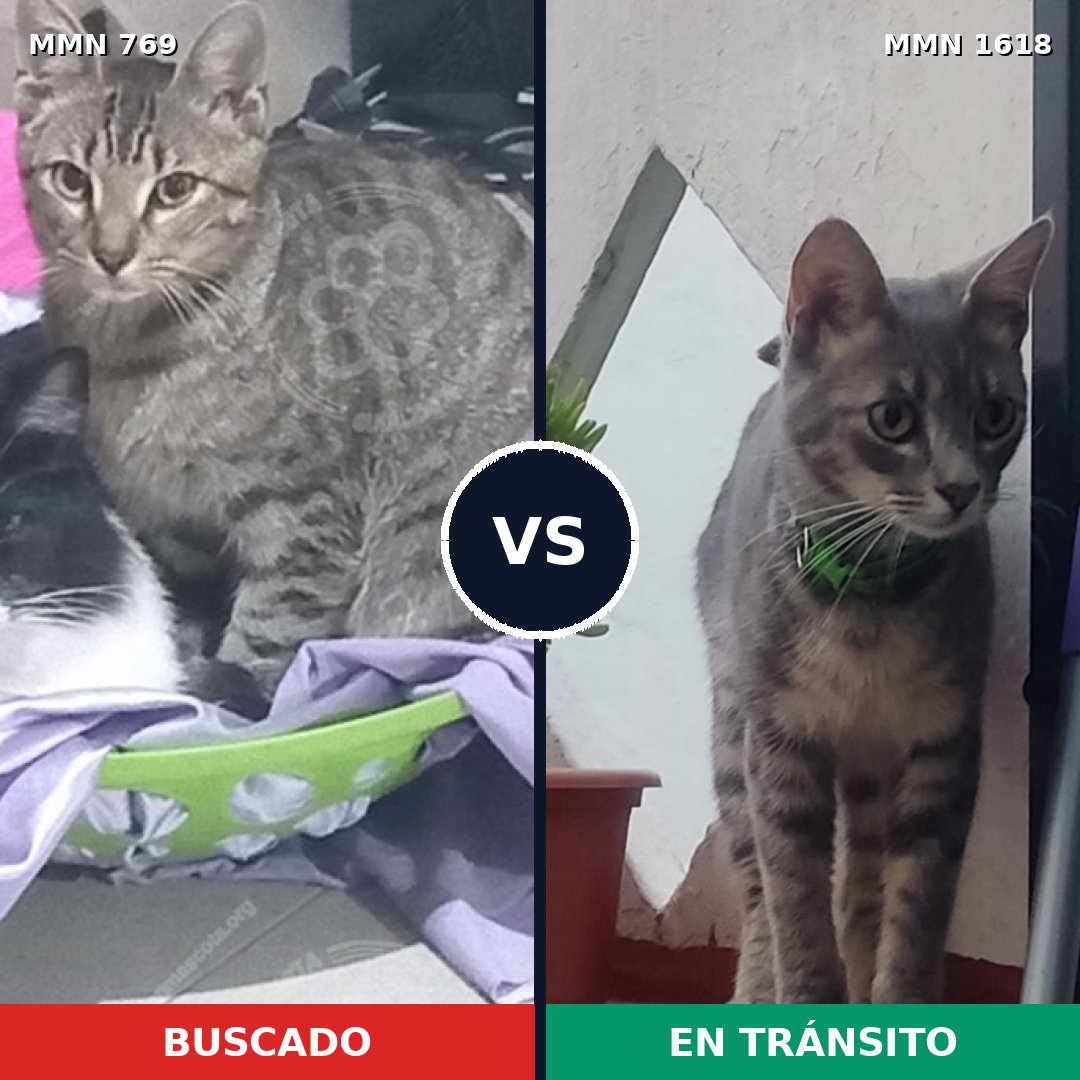 Comparativa MMS 33646: mascota perdida y mascota encontrada, 55% de similitud