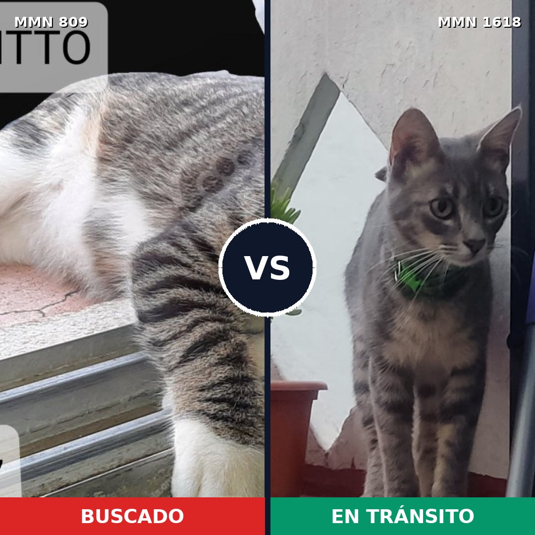 Comparativa MMS 33648: mascota perdida y mascota encontrada, 60% de similitud