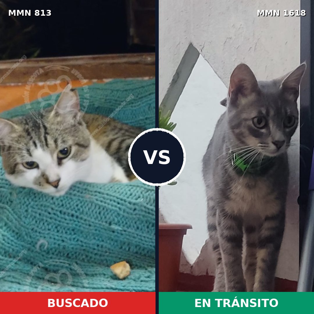 Comparativa MMS 33649: mascota perdida y mascota encontrada, 47% de similitud