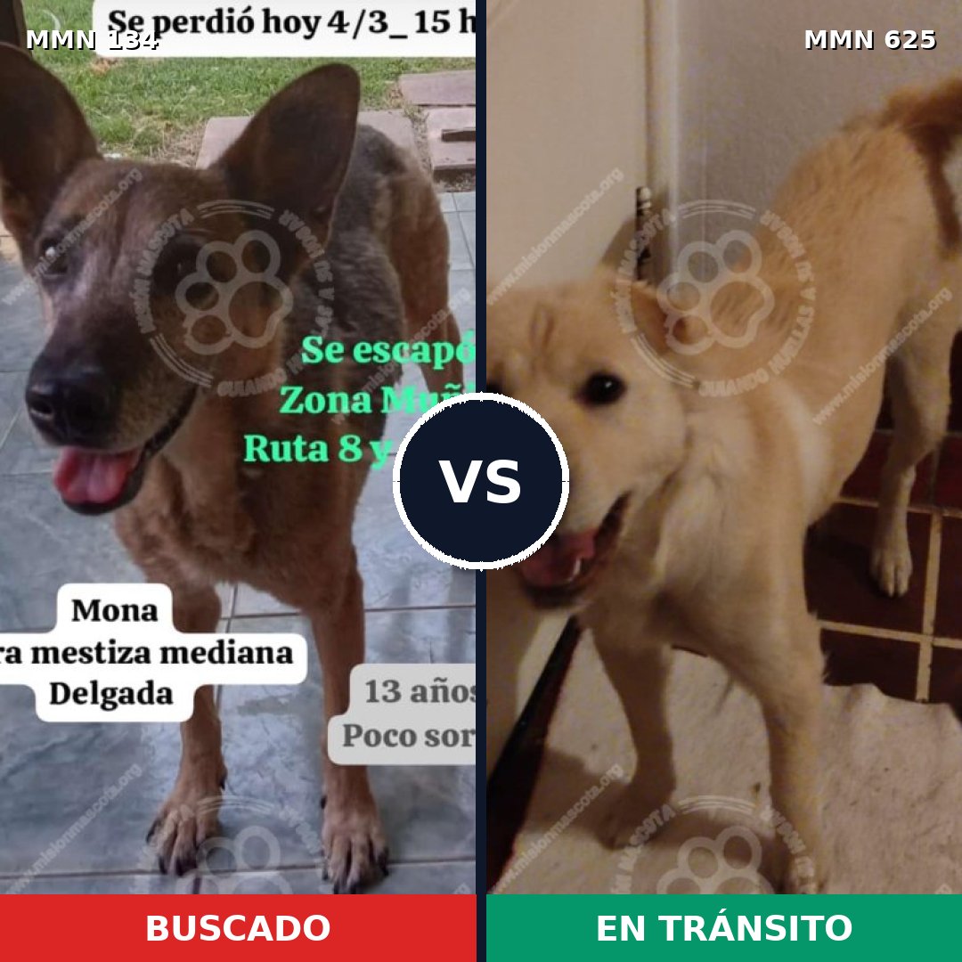 Comparativa MMS 3365: mascota perdida y mascota encontrada, 47% de similitud