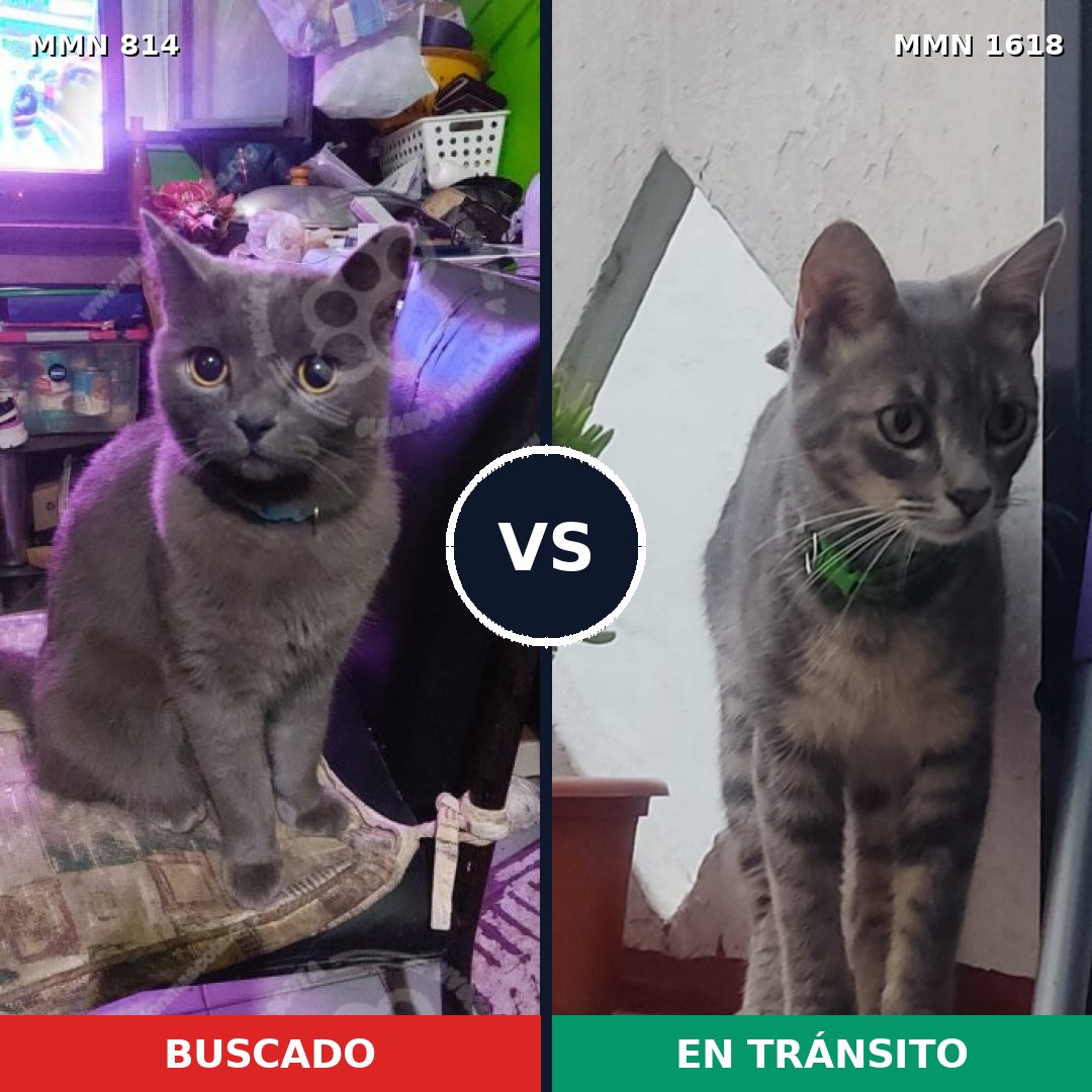 Comparativa MMS 33650: mascota perdida y mascota encontrada, 52% de similitud