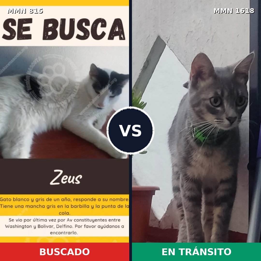Comparativa MMS 33651: mascota perdida y mascota encontrada, 46% de similitud