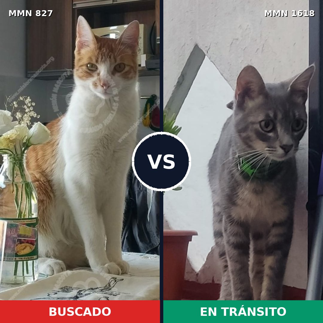 Comparativa MMS 33652: mascota perdida y mascota encontrada, 30% de similitud