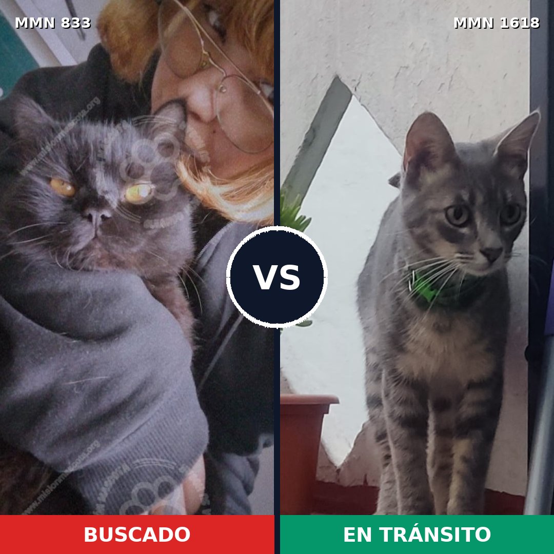 Comparativa MMS 33653: mascota perdida y mascota encontrada, 44% de similitud