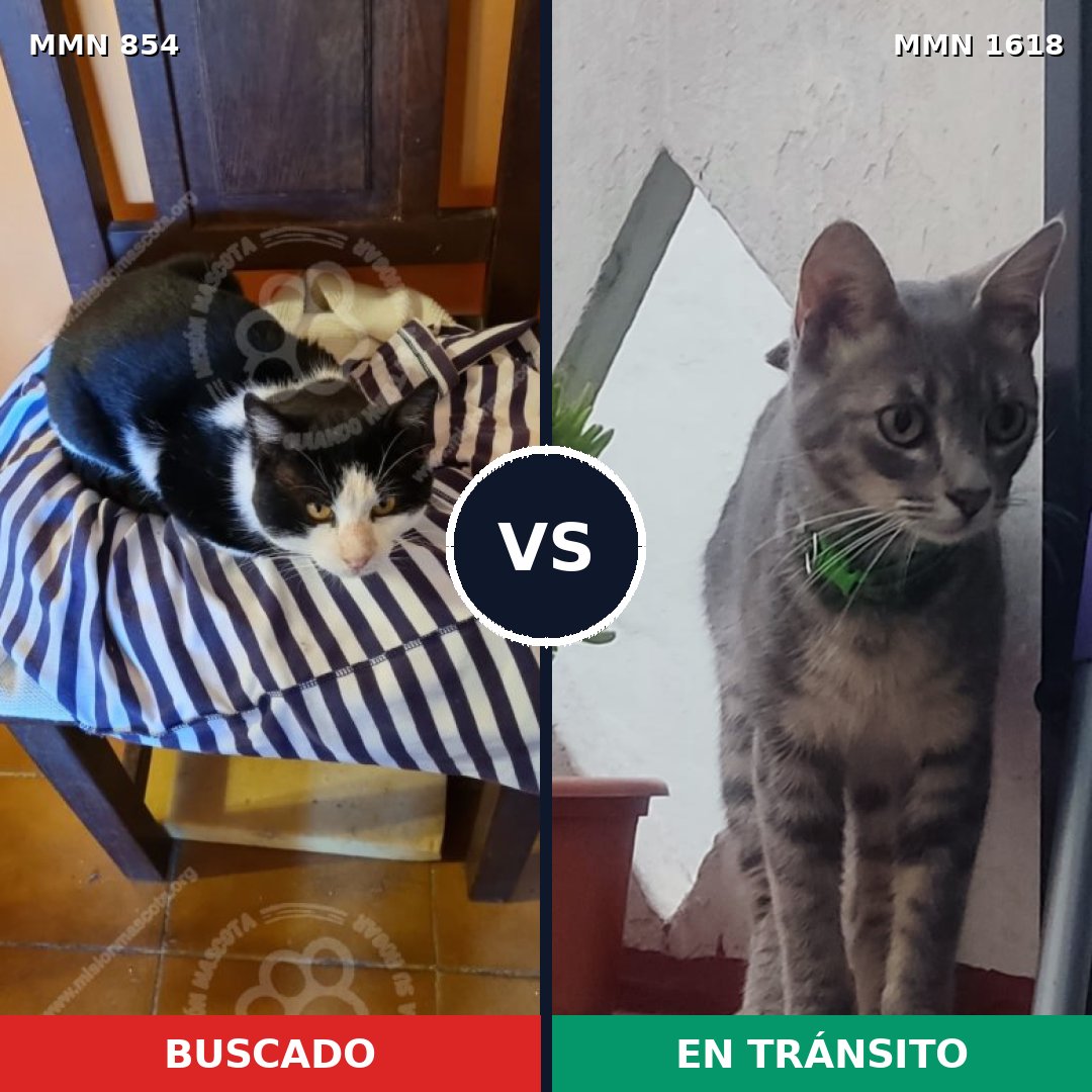 Comparativa MMS 33654: mascota perdida y mascota encontrada, 46% de similitud