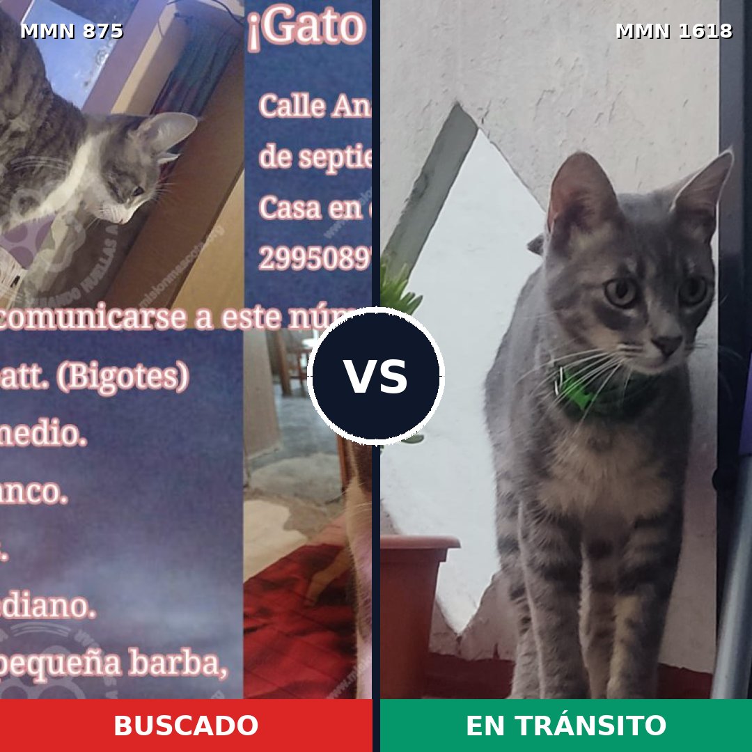 Comparativa MMS 33655: mascota perdida y mascota encontrada, 43% de similitud