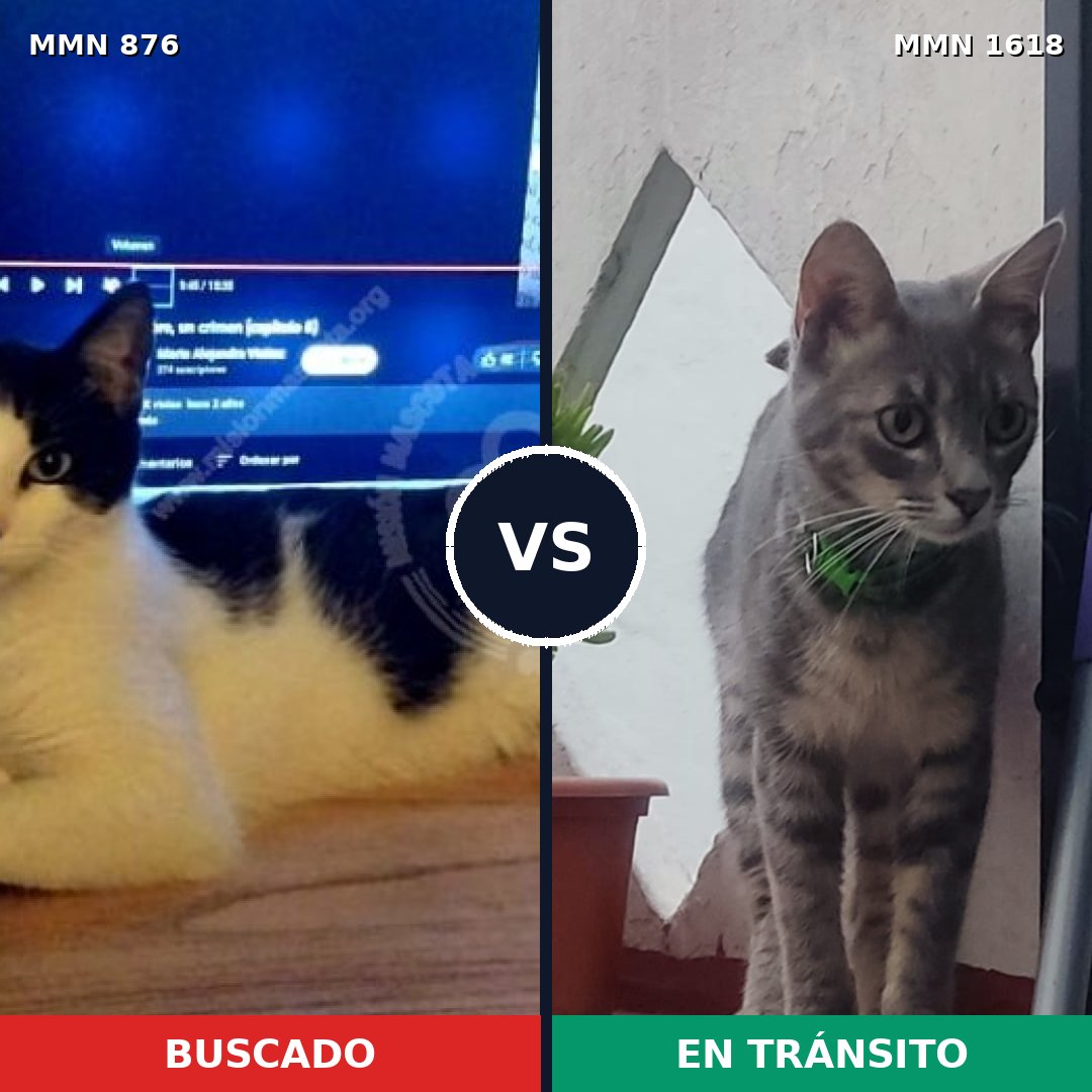 Comparativa MMS 33656: mascota perdida y mascota encontrada, 52% de similitud
