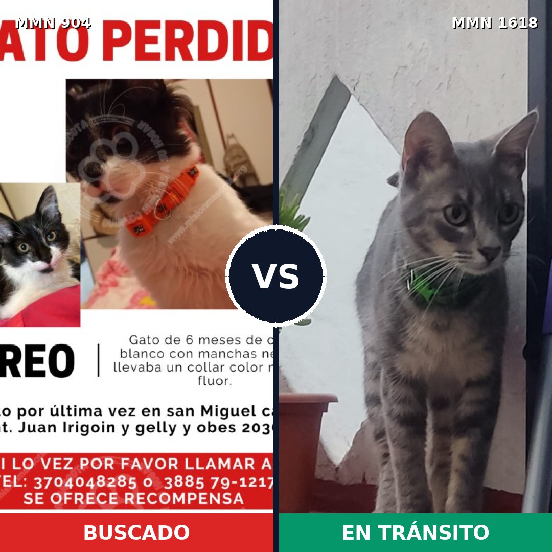 Comparativa MMS 33657: mascota perdida y mascota encontrada, 41% de similitud