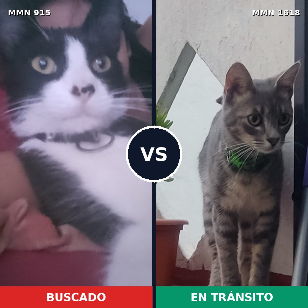 Comparativa MMS 33658: mascota perdida y mascota encontrada, 49% de similitud