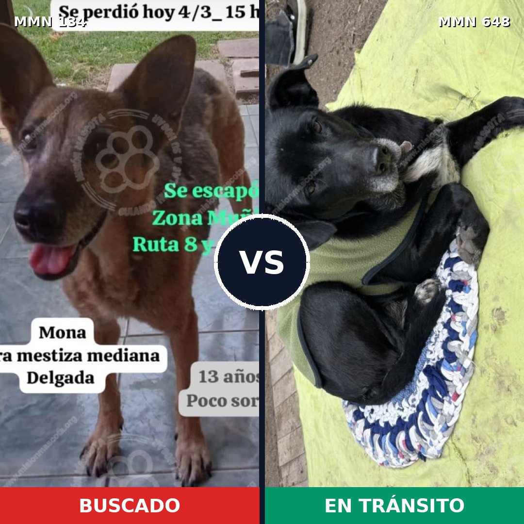 Comparativa MMS 3366: mascota perdida y mascota encontrada, 63% de similitud