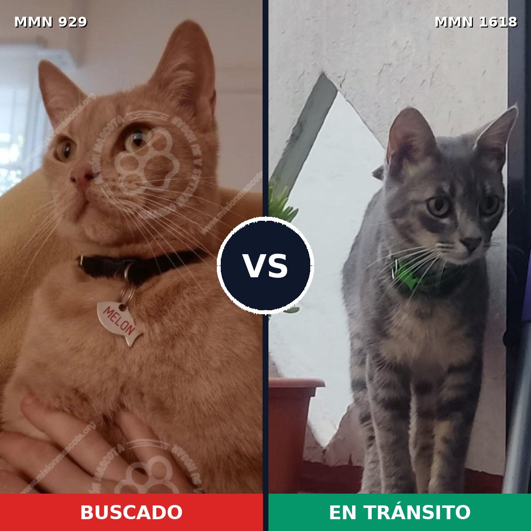 Comparativa MMS 33660: mascota perdida y mascota encontrada, 49% de similitud