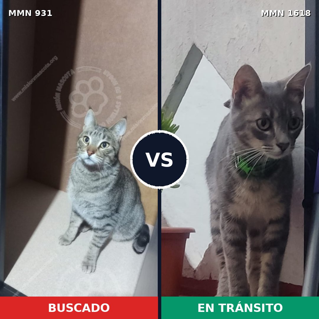 Comparativa MMS 33661: mascota perdida y mascota encontrada, 51% de similitud