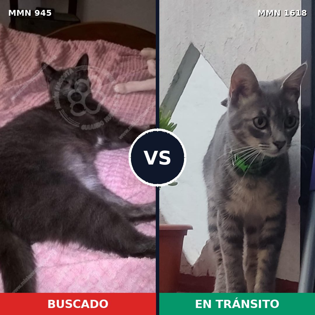 Comparativa MMS 33662: mascota perdida y mascota encontrada, 51% de similitud