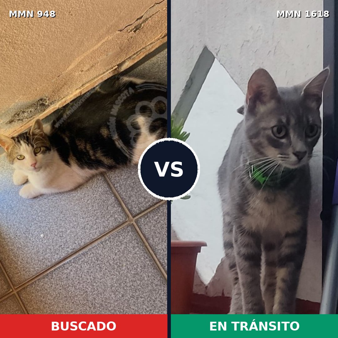 Comparativa MMS 33663: mascota perdida y mascota encontrada, 41% de similitud