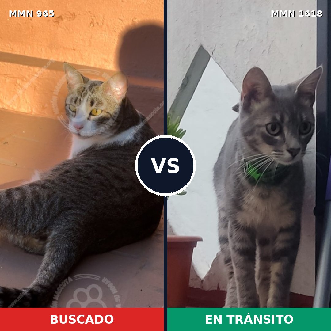 Comparativa MMS 33664: mascota perdida y mascota encontrada, 60% de similitud