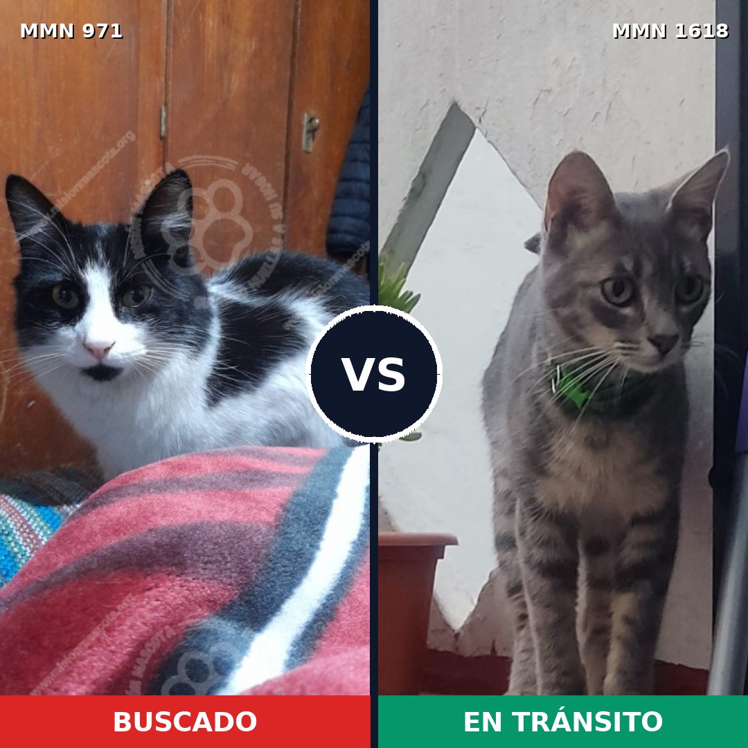 Comparativa MMS 33665: mascota perdida y mascota encontrada, 50% de similitud
