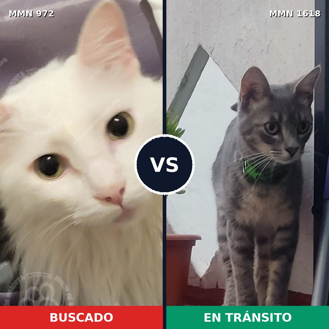 Comparativa MMS 33666: mascota perdida y mascota encontrada, 51% de similitud