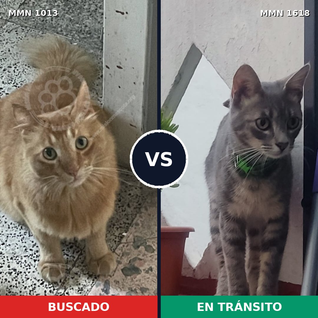 Comparativa MMS 33668: mascota perdida y mascota encontrada, 31% de similitud