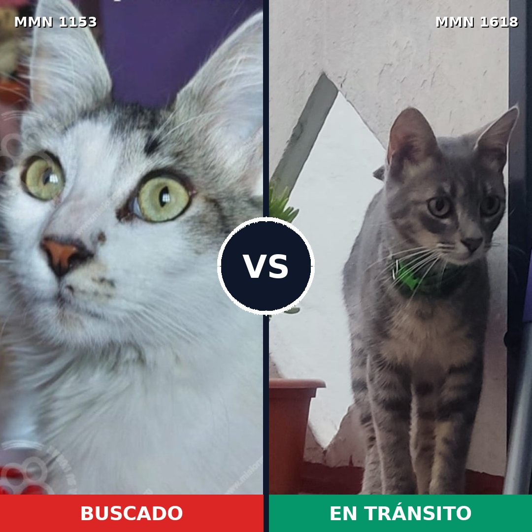 Comparativa MMS 33669: mascota perdida y mascota encontrada, 75% de similitud