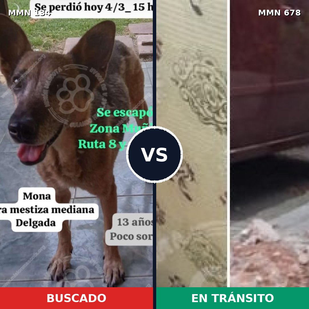 Comparativa MMS 3367: mascota perdida y mascota encontrada, 66% de similitud
