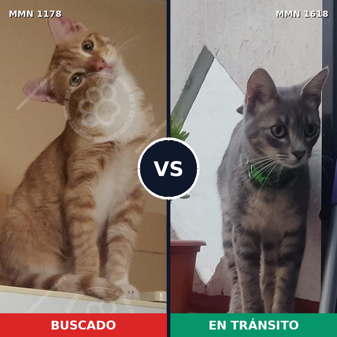 Comparativa MMS 33670: mascota perdida y mascota encontrada, 63% de similitud