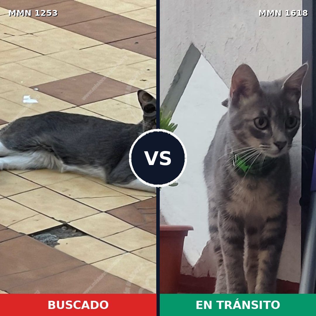 Comparativa MMS 33673: mascota perdida y mascota encontrada, 86% de similitud