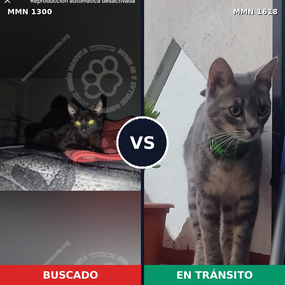 Comparativa MMS 33676: mascota perdida y mascota encontrada, 60% de similitud