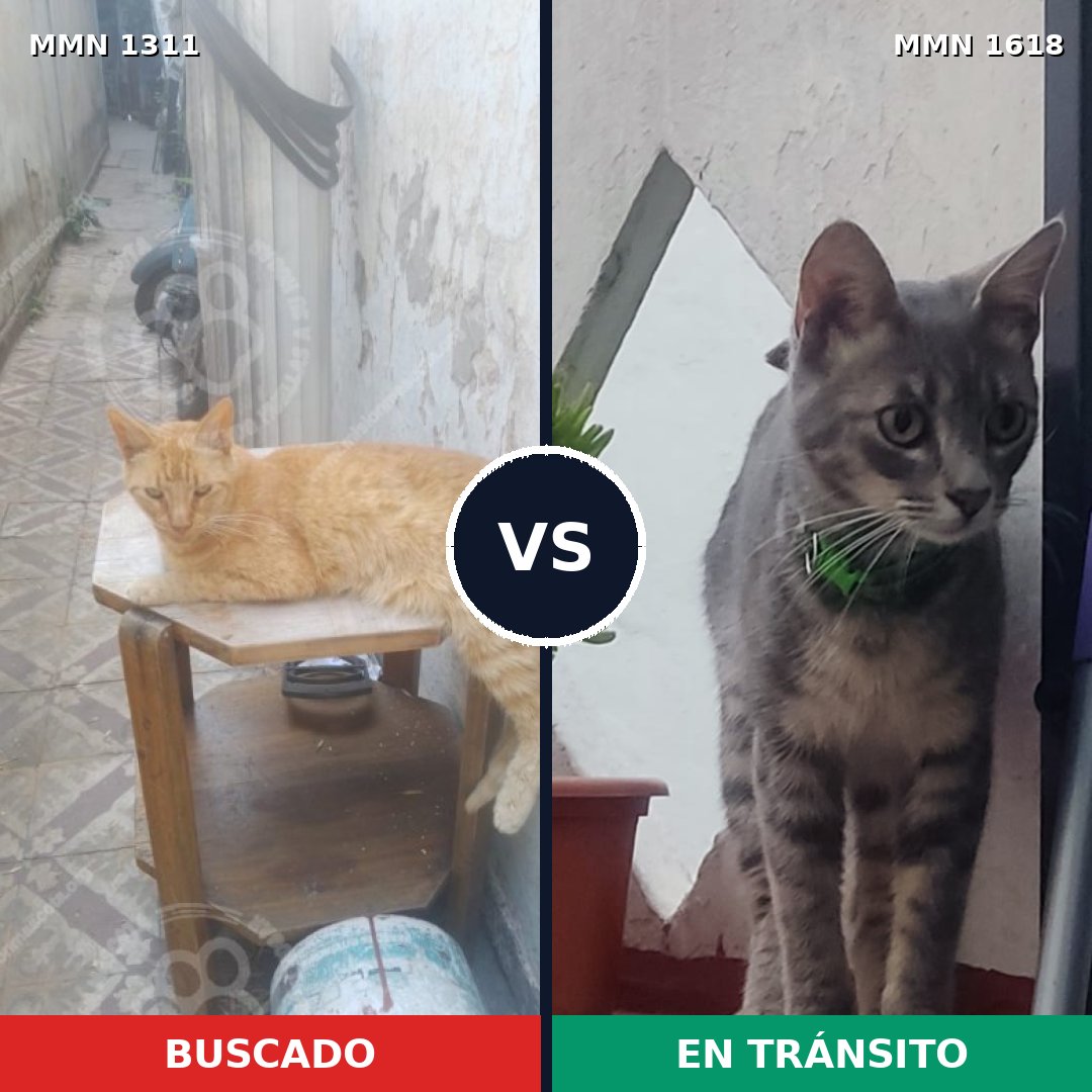 Comparativa MMS 33677: mascota perdida y mascota encontrada, 64% de similitud