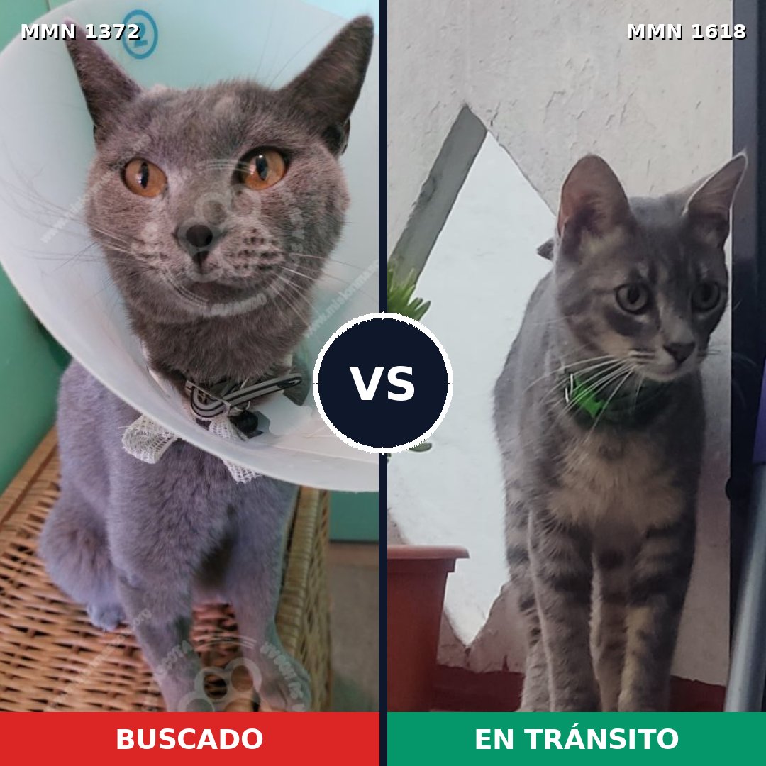 Comparativa MMS 33680: mascota perdida y mascota encontrada, 61% de similitud