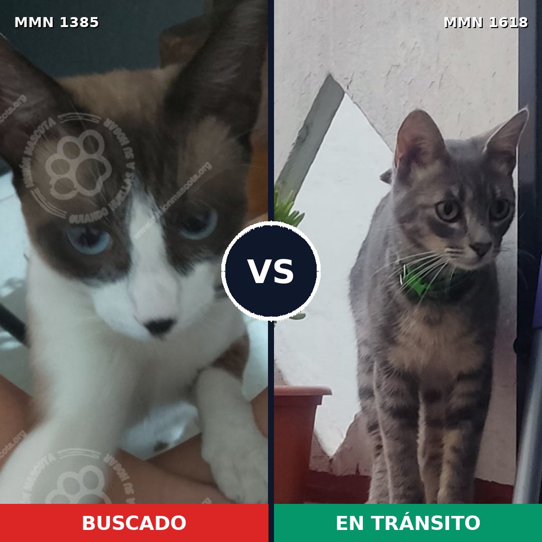 Comparativa MMS 33681: mascota perdida y mascota encontrada, 42% de similitud