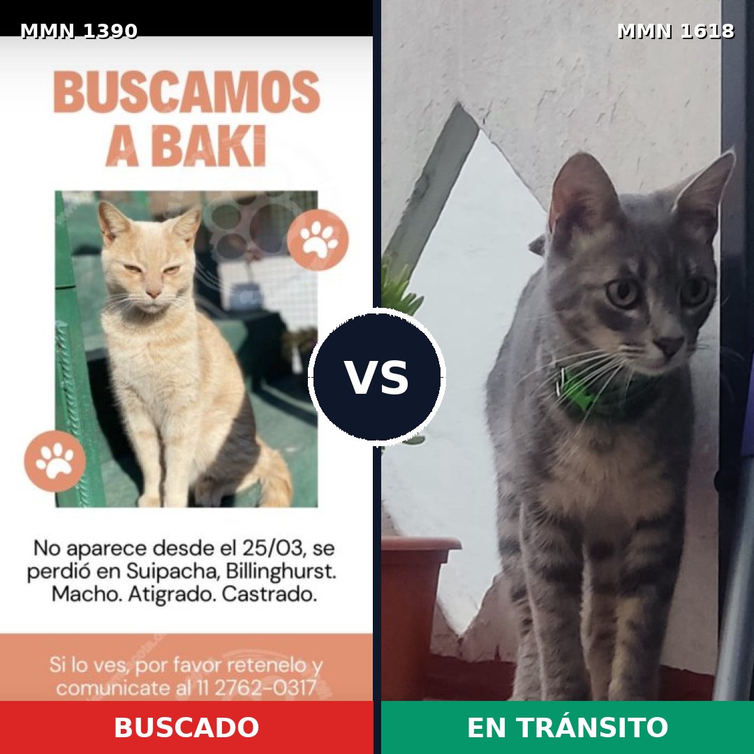 Comparativa MMS 33682: mascota perdida y mascota encontrada, 68% de similitud