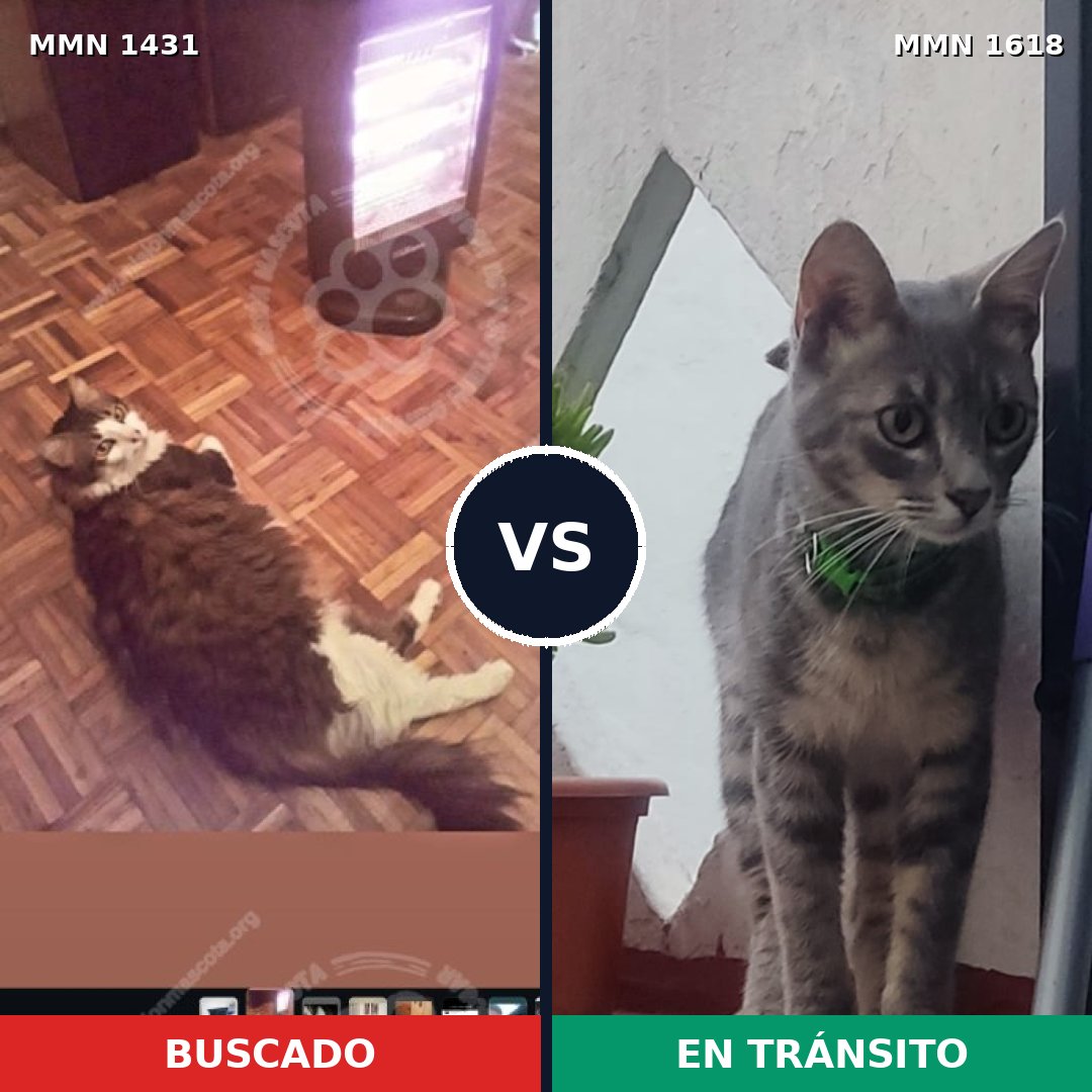 Comparativa MMS 33685: mascota perdida y mascota encontrada, 56% de similitud