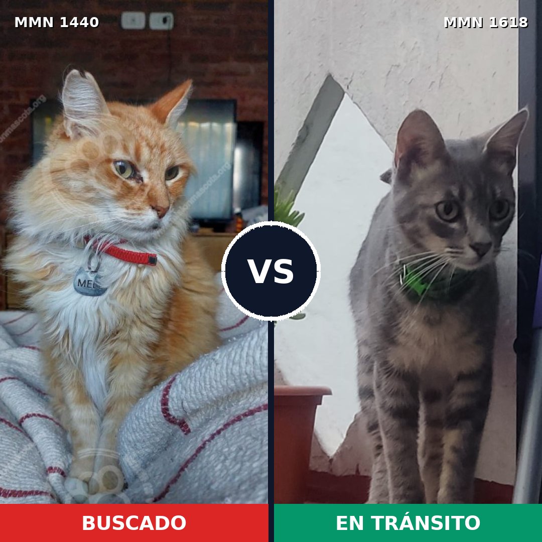 Comparativa MMS 33686: mascota perdida y mascota encontrada, 49% de similitud