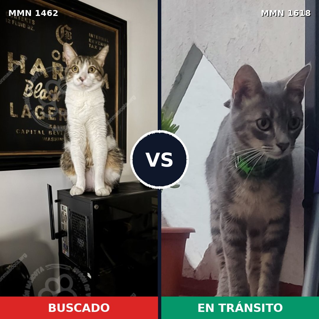 Comparativa MMS 33687: mascota perdida y mascota encontrada, 79% de similitud
