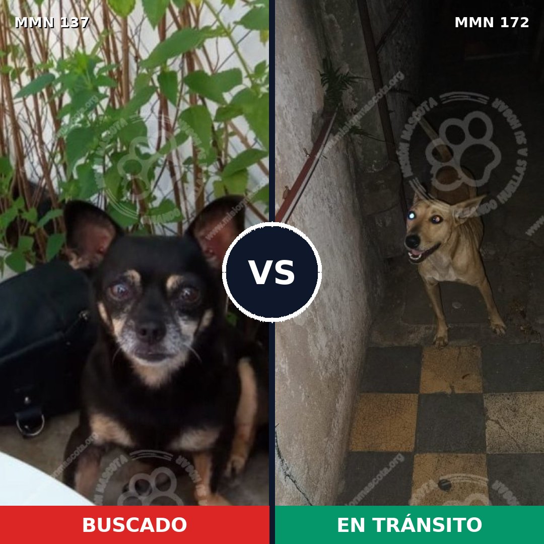 Comparativa MMS 3369: mascota perdida y mascota encontrada, 22% de similitud