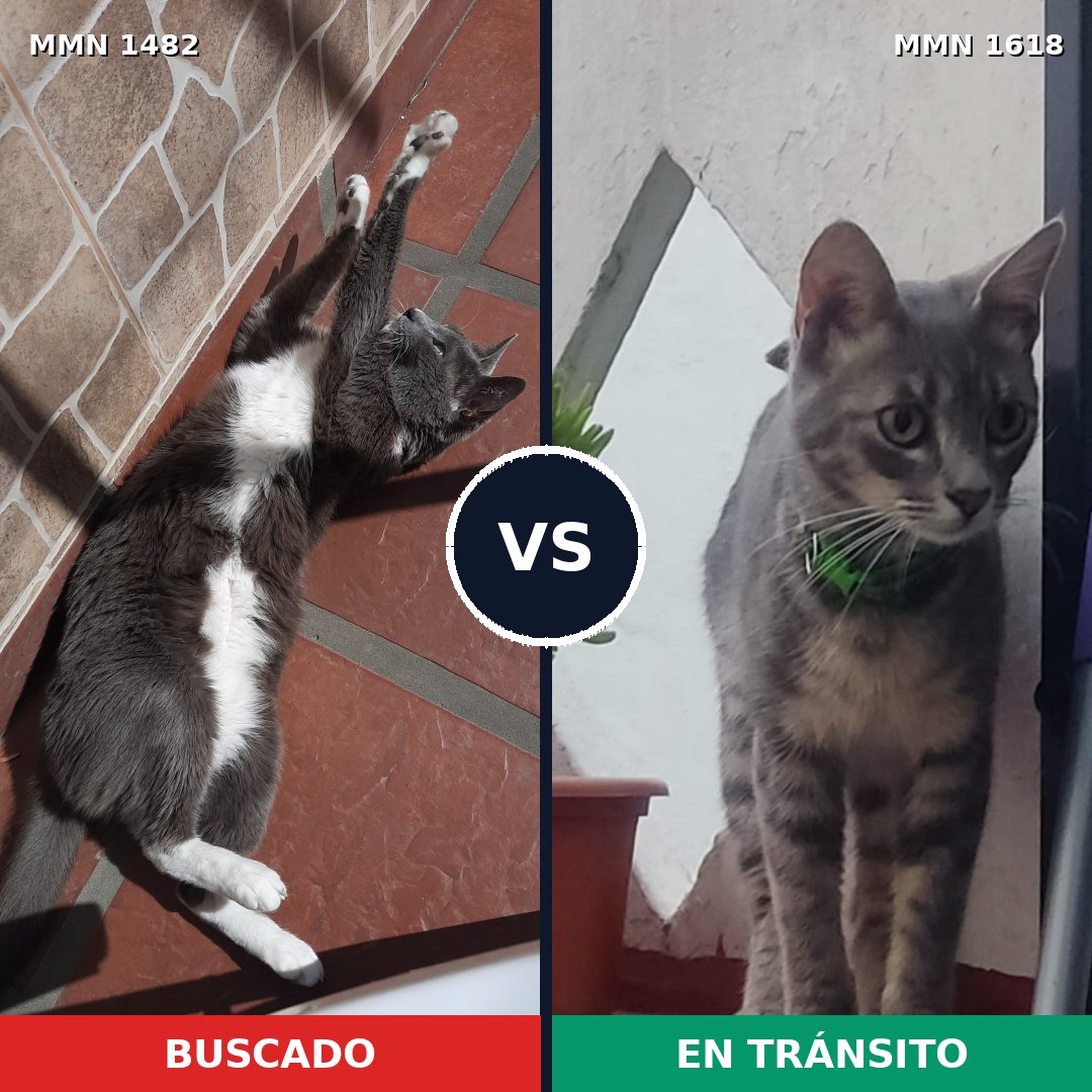 Comparativa MMS 33691: mascota perdida y mascota encontrada, 81% de similitud