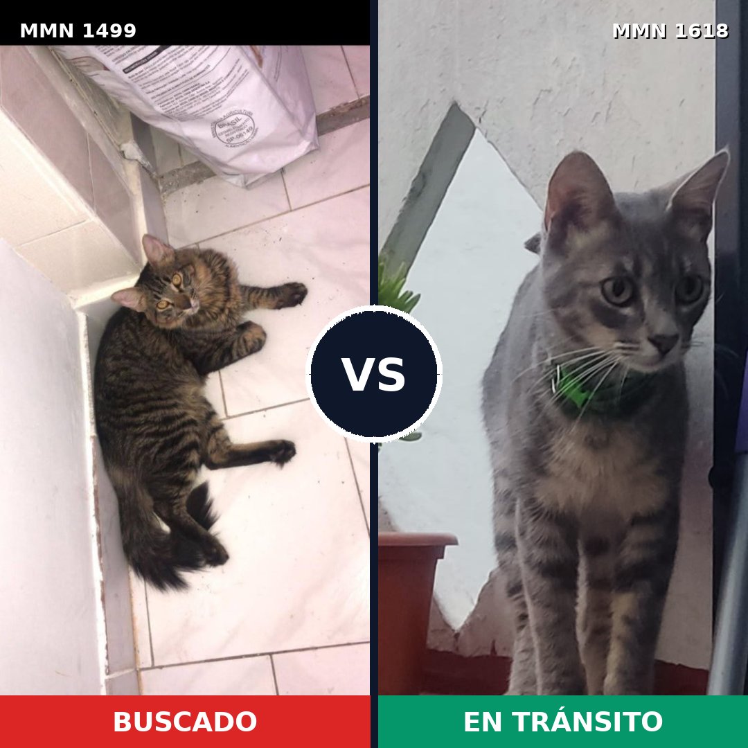 Comparativa MMS 33693: mascota perdida y mascota encontrada, 60% de similitud