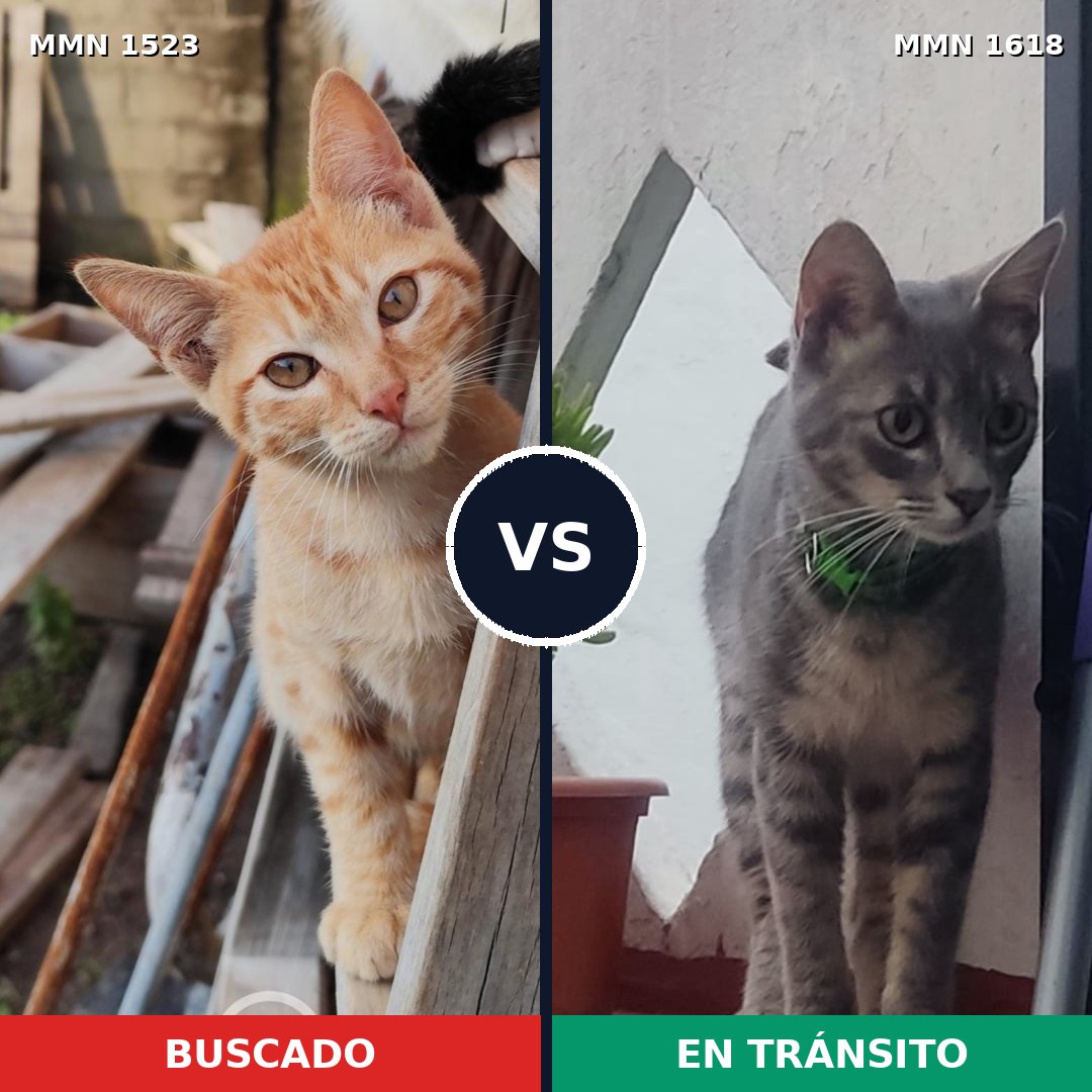 Comparativa MMS 33696: mascota perdida y mascota encontrada, 32% de similitud