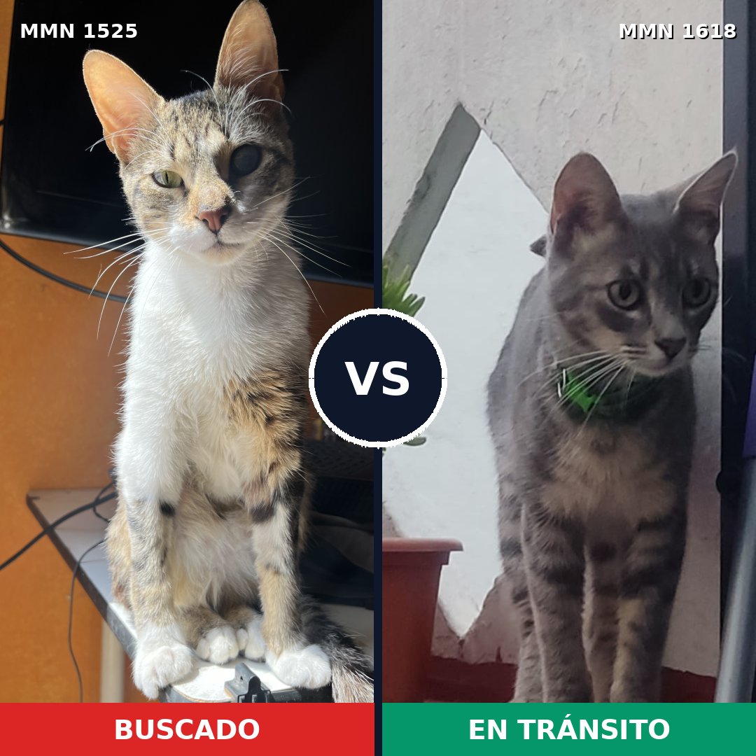 Comparativa MMS 33697: mascota perdida y mascota encontrada, 85% de similitud