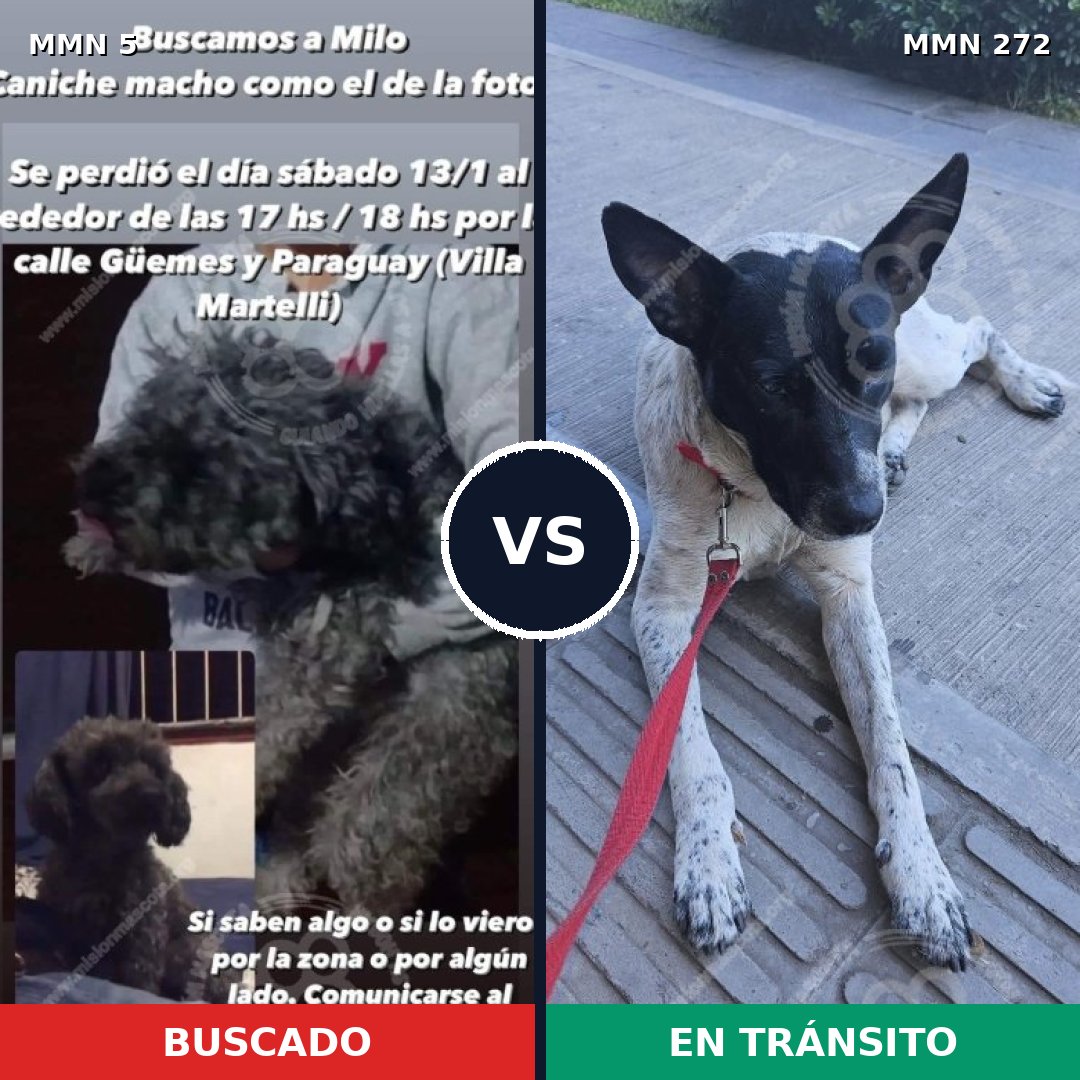 Comparativa MMS 337: mascota perdida y mascota encontrada, 25% de similitud