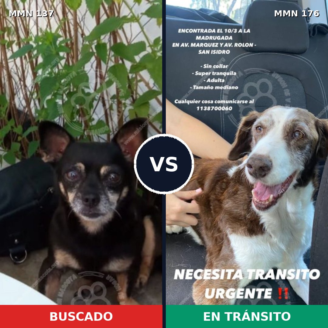 Comparativa MMS 3370: mascota perdida y mascota encontrada, 6% de similitud