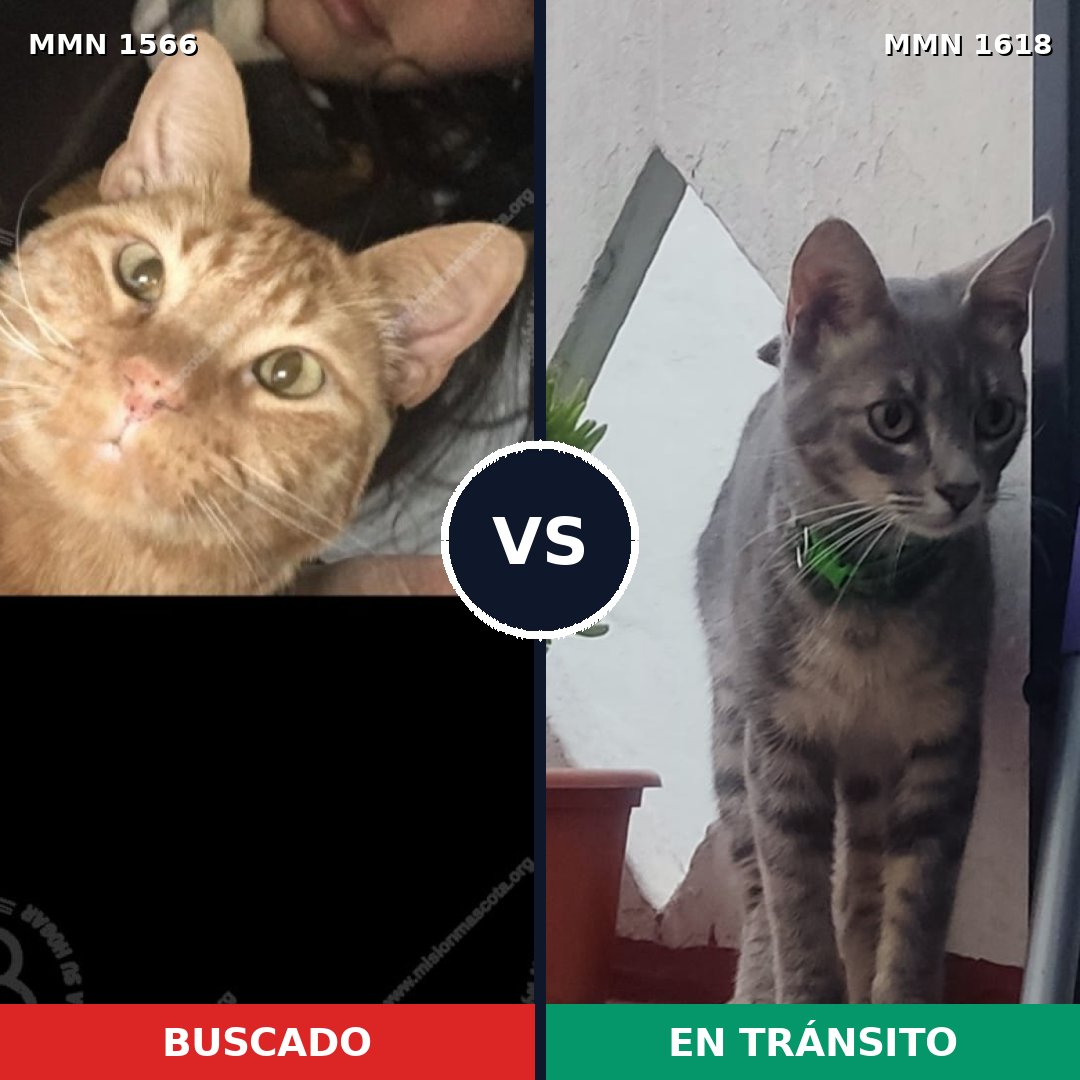 Comparativa MMS 33700: mascota perdida y mascota encontrada, 37% de similitud