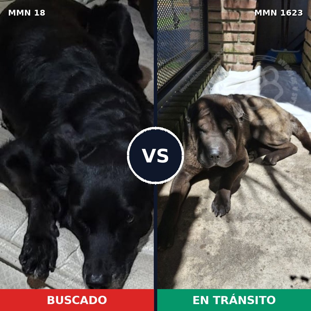 Comparativa MMS 33717: mascota perdida y mascota encontrada, 38% de similitud