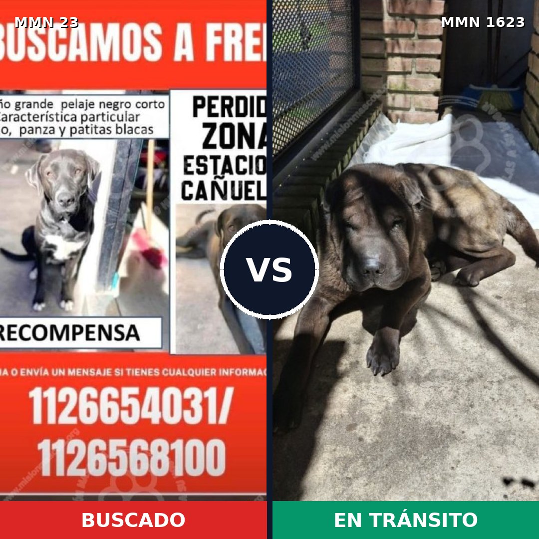 Comparativa MMS 33719: mascota perdida y mascota encontrada, 38% de similitud