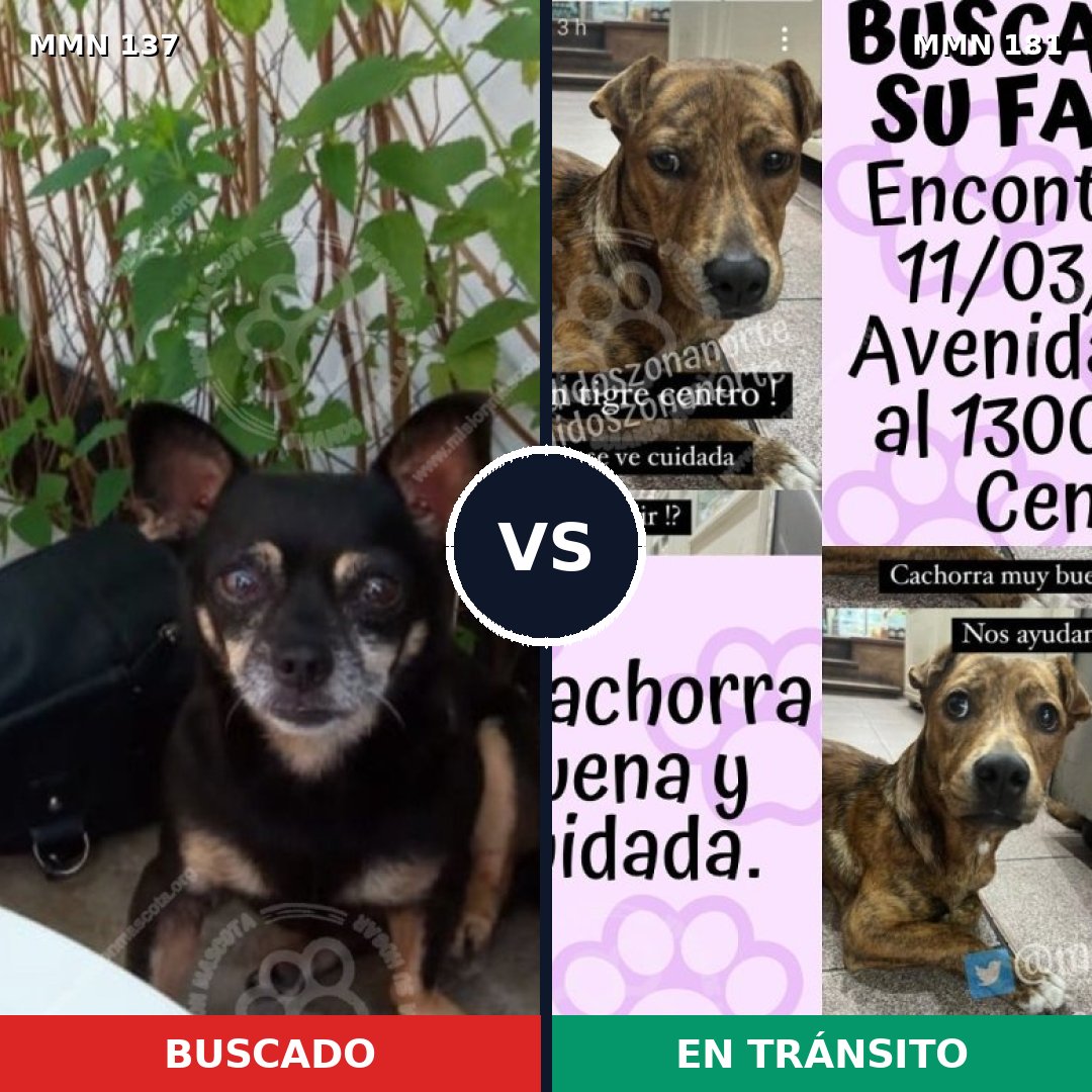 Comparativa MMS 3372: mascota perdida y mascota encontrada, 10% de similitud