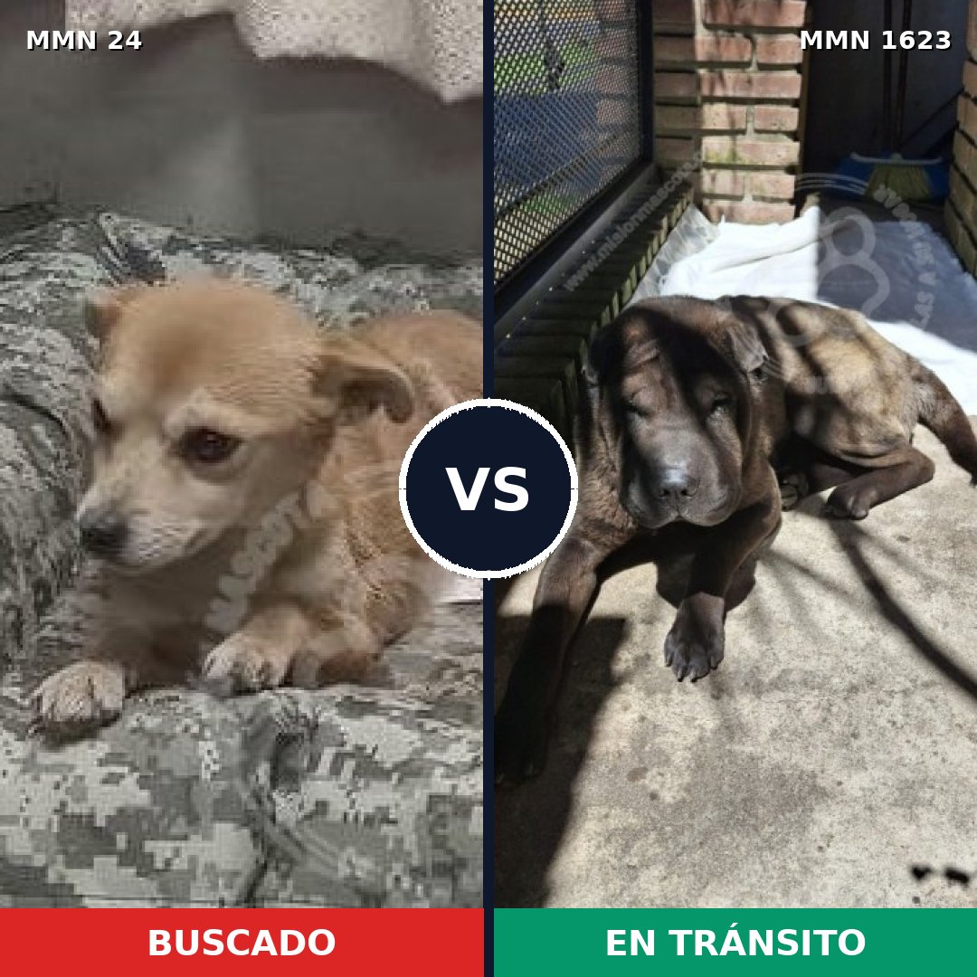 Comparativa MMS 33720: mascota perdida y mascota encontrada, 26% de similitud