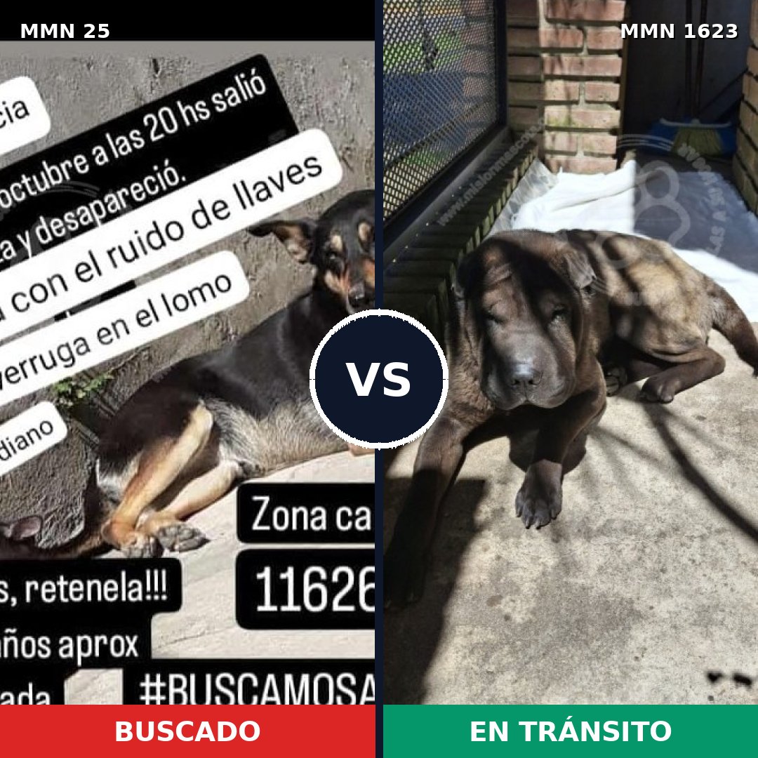 Comparativa MMS 33721: mascota perdida y mascota encontrada, 42% de similitud